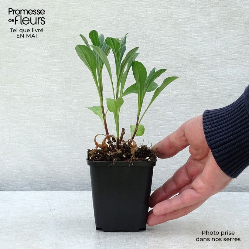 Example of Aster amellus Rosa Erfüllung - Aster d'été Godet de 8/9 cm as you get in printemps