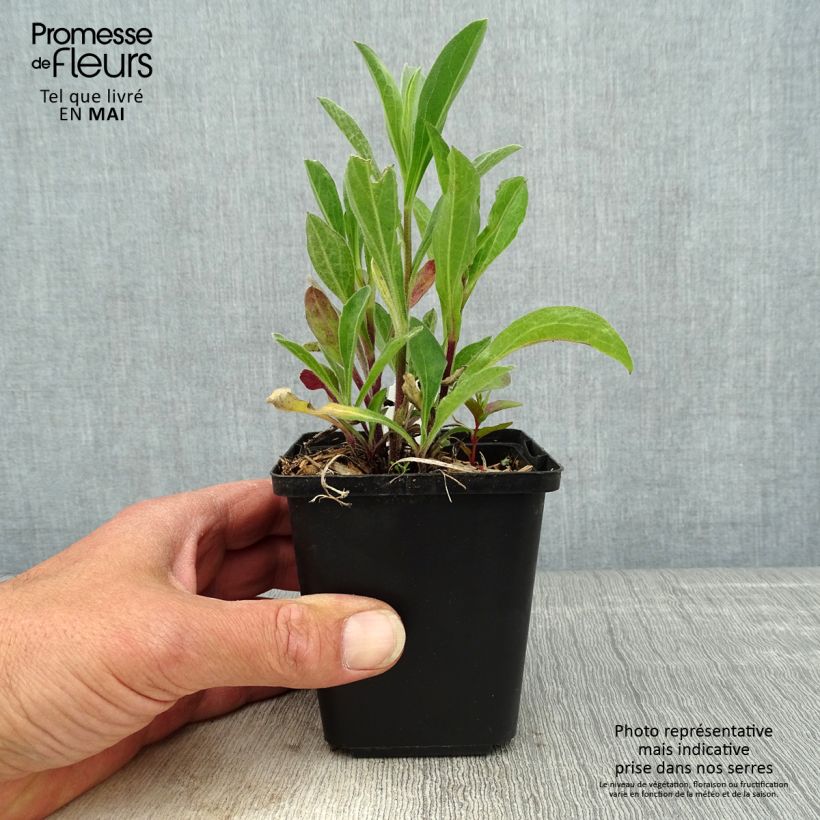 Spécimen de Aster amellus Rudolf Goethe - Œil du Christ Godet de 8/9 cm tel que livré au printemps