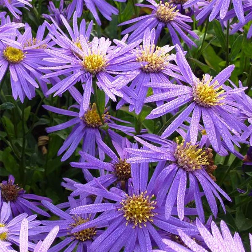 Aster amellus Sonora - Aster d'été (Flowering)