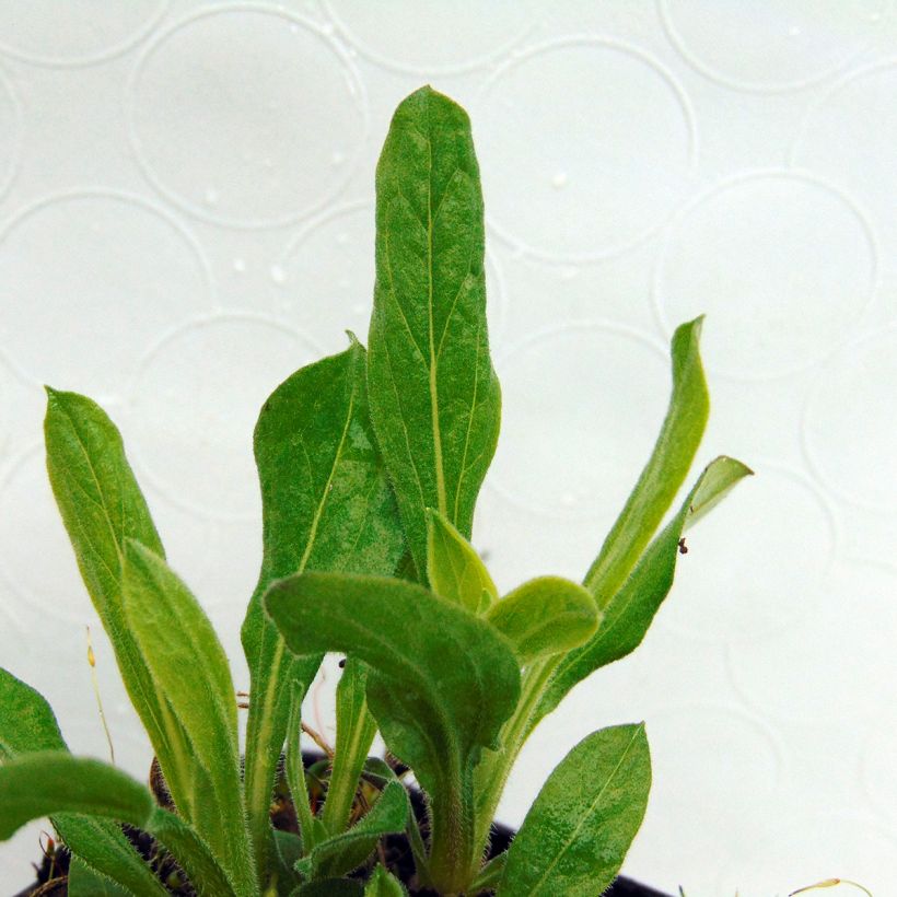 Aster amellus Sonora - Aster d'été (Foliage)