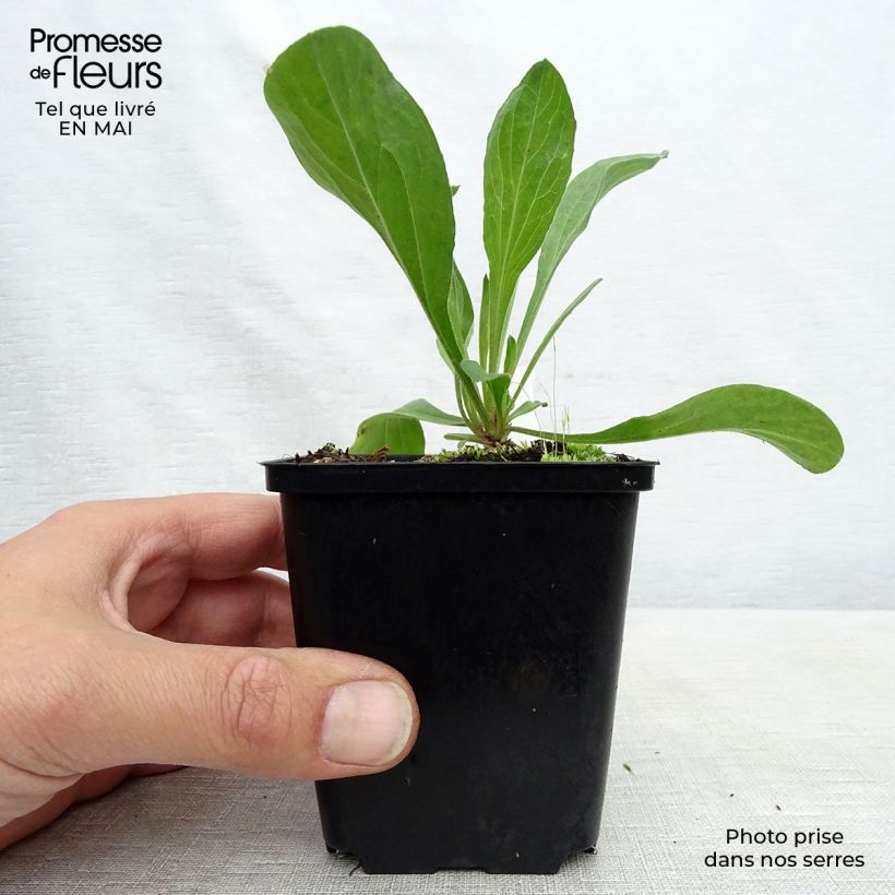 Example of Aster amellus Veilchenkönigin Violet Queen - Aster d'automne Godet de 8/9 cm as you get in printemps