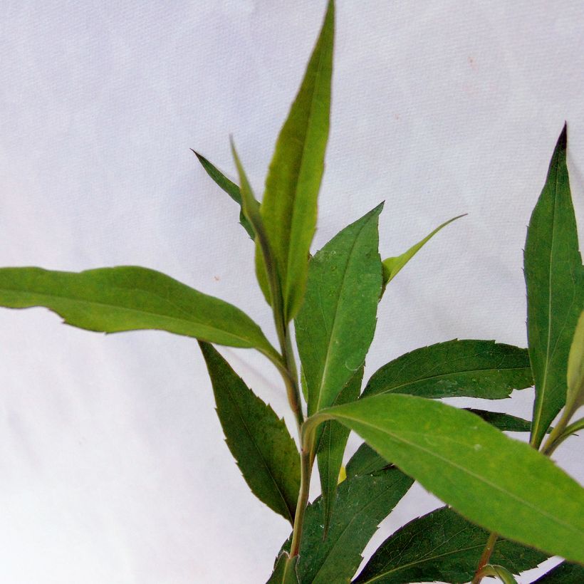 Aster cordifolius Blue Heaven (Feuillage)