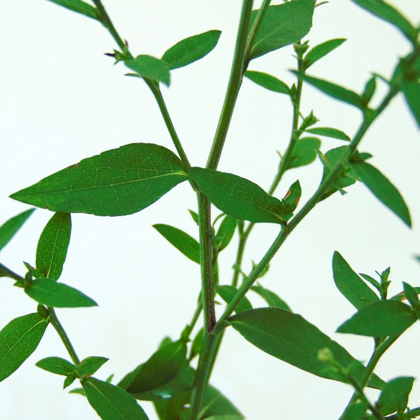 Aster cordifolius Blütenregen - Aster d'automne (Feuillage)