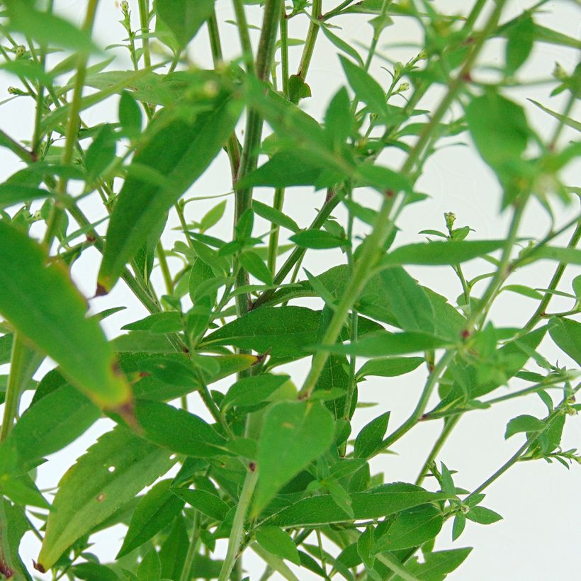 Aster cordifolius Idéal (Foliage)