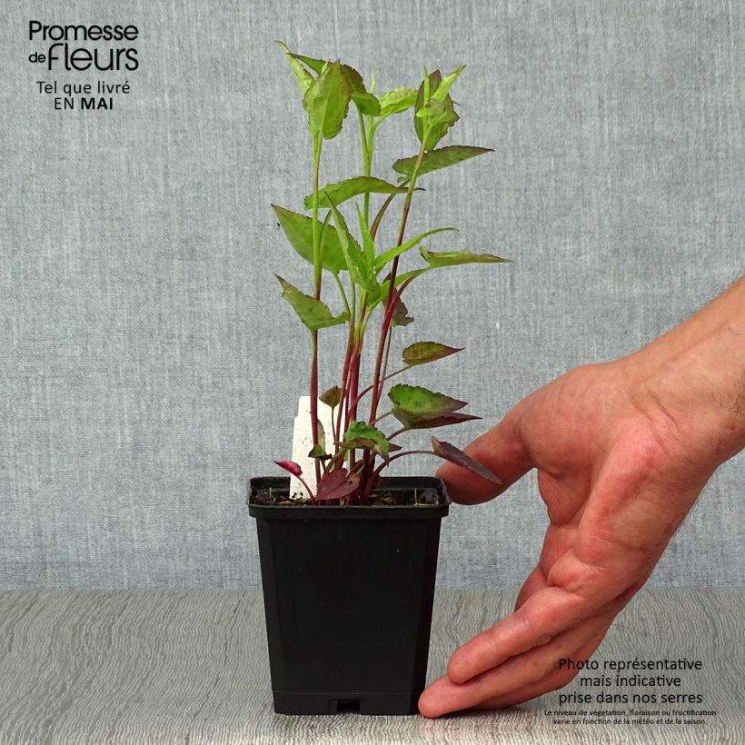 Example of Aster cordifolius Idéal Godet de 8/9 cm as you get in printemps