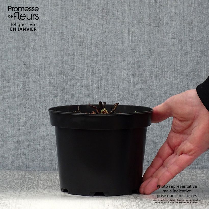 Example of Aster cordifolius Idéal Pot de 2L/3L as you get in hiver