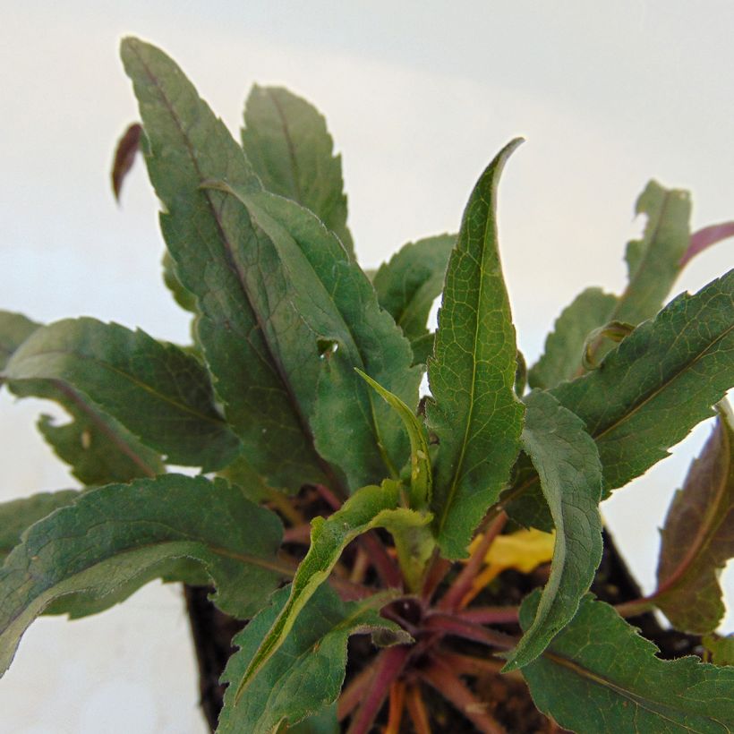 Aster cordifolius Photograph (Foliage)