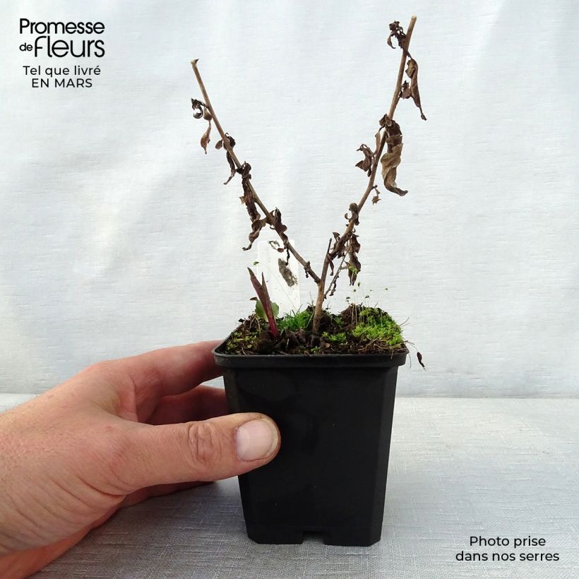 Example of Aster cordifolius Photograph Godet de 8/9 cm as you get in printemps