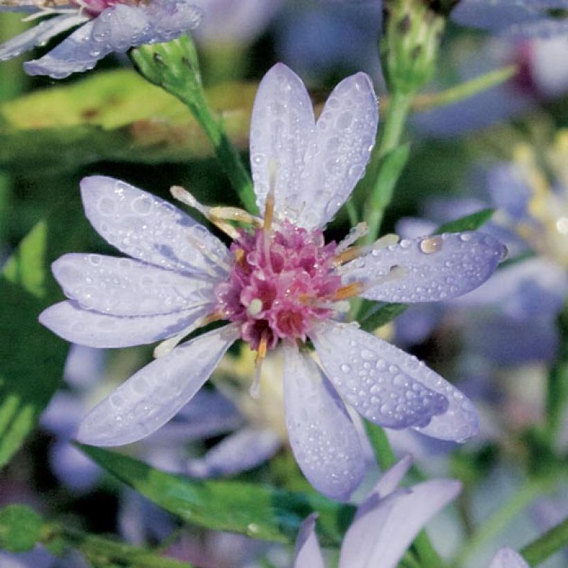 Aster cordifolius Idéal (Flowering)