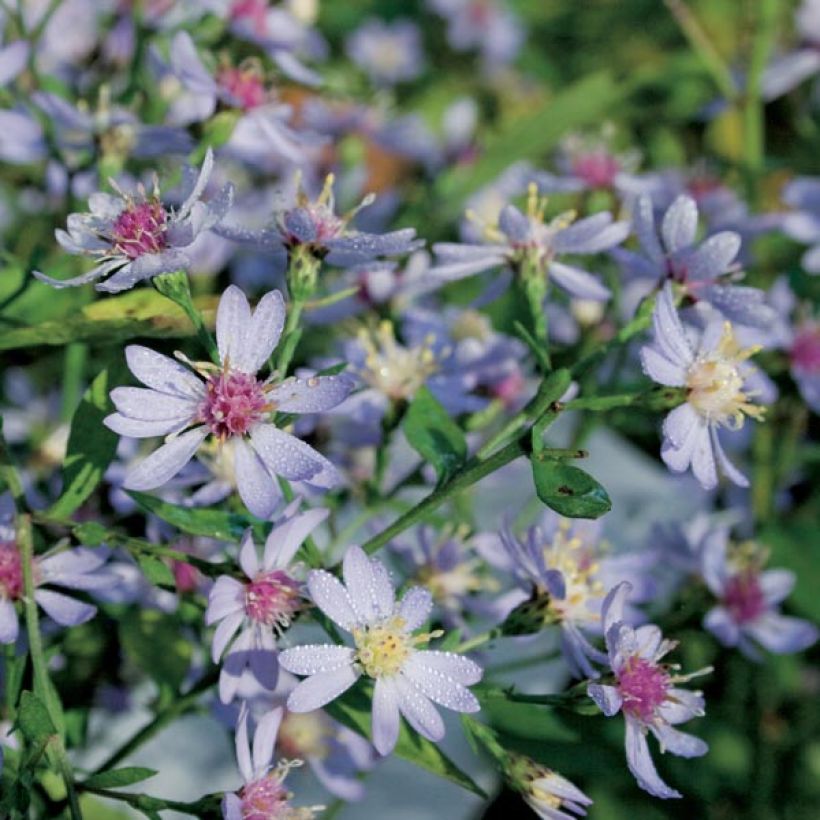 Aster cordifolius Idéal (Plant habit)