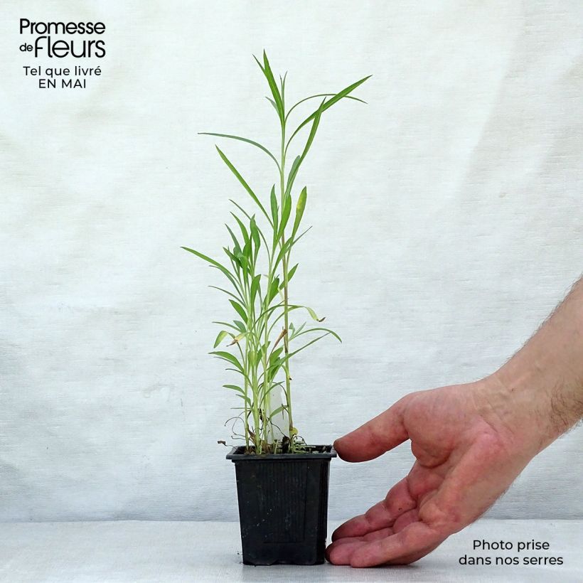 Spécimen de Aster datschii Godet de 8/9 cm tel que livré au printemps