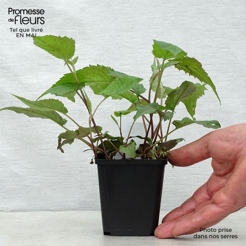 Example of Aster divaricatus - Aster divariqué Godet de 8/9 cm as you get in printemps