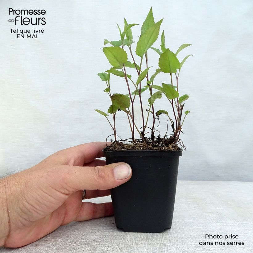 Example of Aster divaricatus Beth Chatto Godet de 8/9 cm as you get in printemps