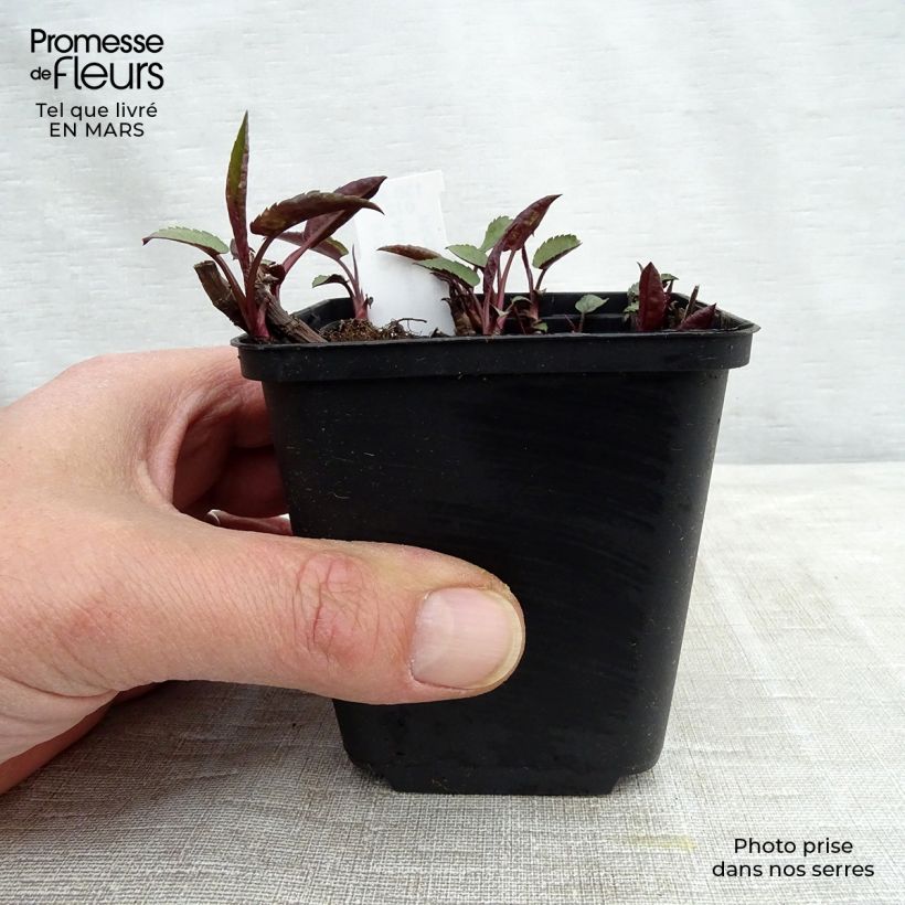 Example of Aster divaricatus Tradescant - Aster divariqué Godet de 8/9 cm as you get in printemps