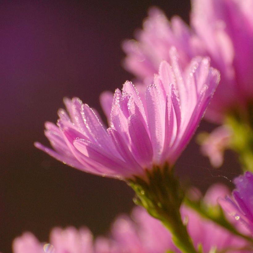 Aster dumosus Anneke - Aster nain (Flowering)