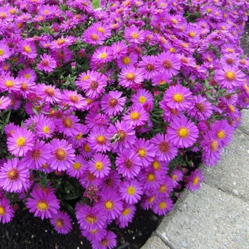 Aster dumosus Anneke - Aster nain (Plant habit)