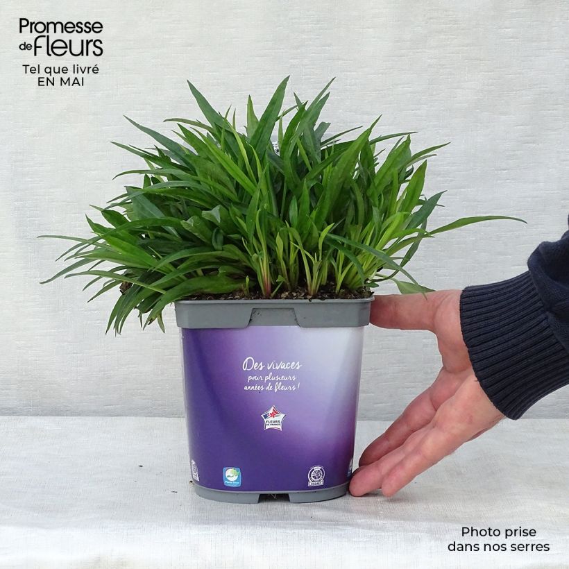 Example of Aster dumosus Augenweide - Aster nain d’automne Pot de 2L/3L as you get in printemps