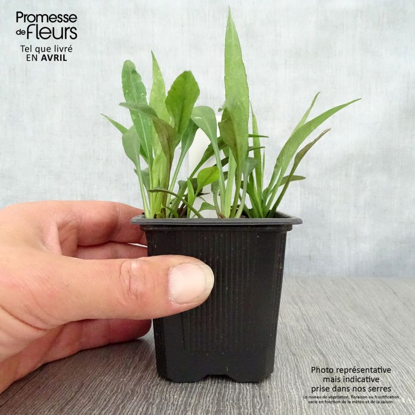 Example of Aster dumosus Augenweide - Aster nain d’automne Godet de 8/9 cm as you get in printemps