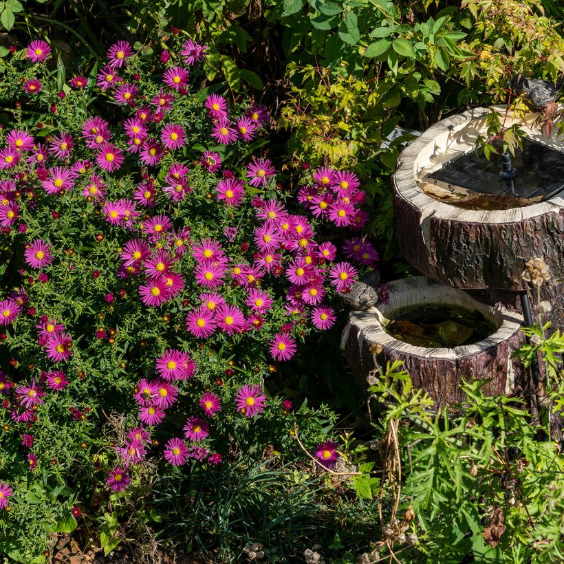 Aster dumosus Bahamas - Aster nain (Plant habit)