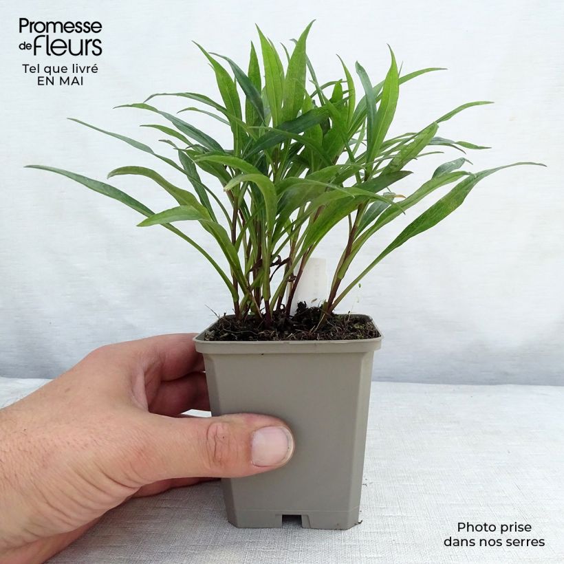 Example of Aster dumosus Kristina Godet de 8/9 cm as you get in printemps