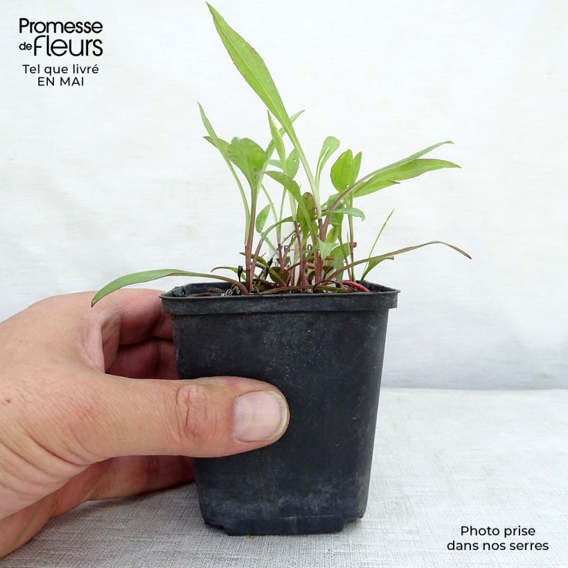 Example of Aster dumosus Lady In Blue Godet de 8/9 cm as you get in printemps