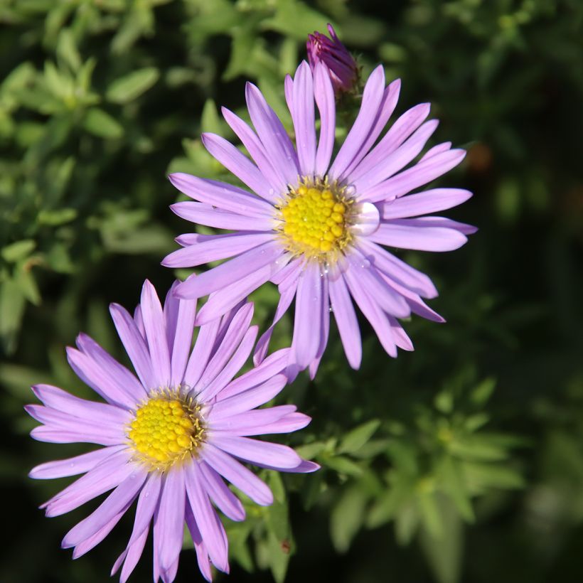 Aster dumosus Lady In Blue (Flowering)