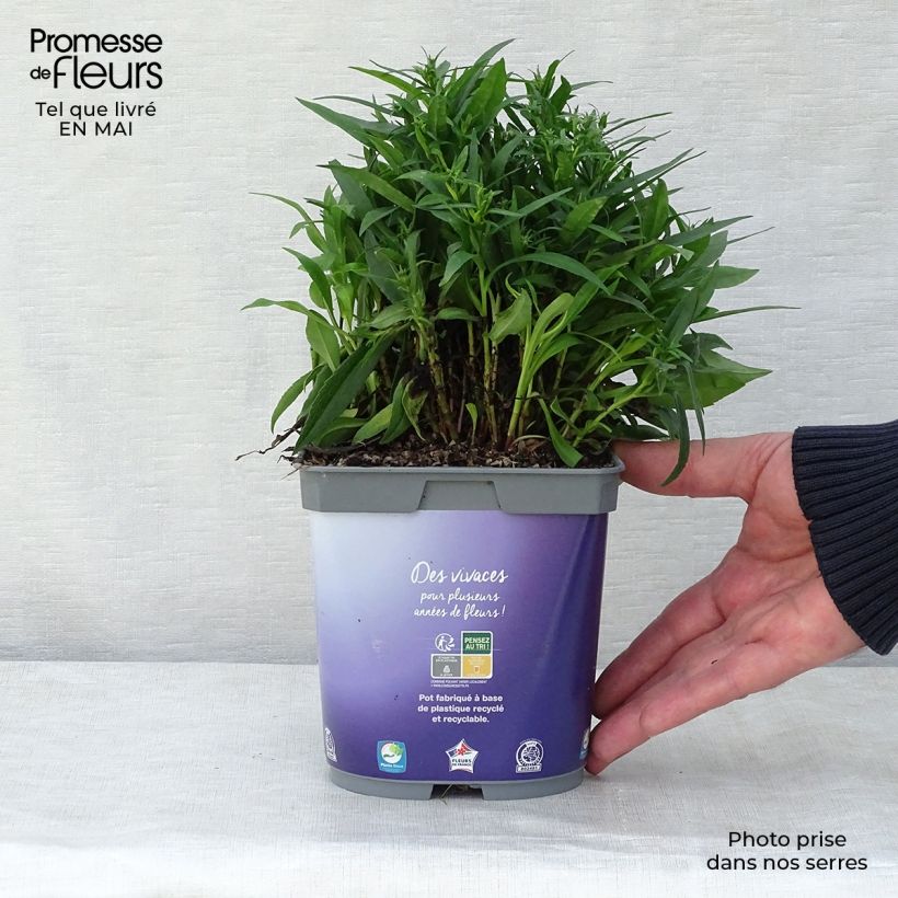 Example of Aster dumosus Lady In Blue Pot de 2L/3L as you get in printemps