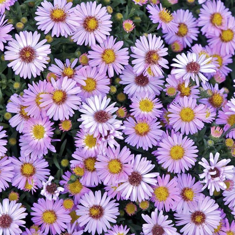 Aster dumosus Marjorie - Aster nain (Flowering)