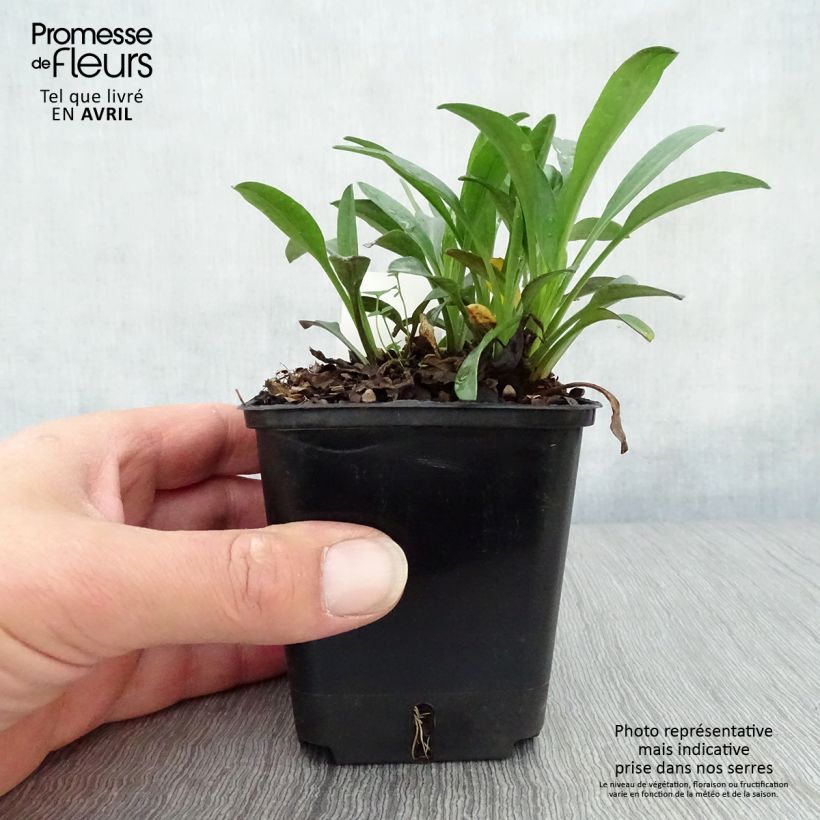 Example of Aster dumosus Marjorie - Aster nain Godet de 8/9 cm as you get in printemps