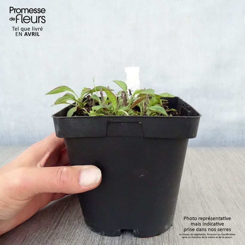 Example of Aster dumosus Marjorie - Aster nain Pot de 2L/3L as you get in printemps