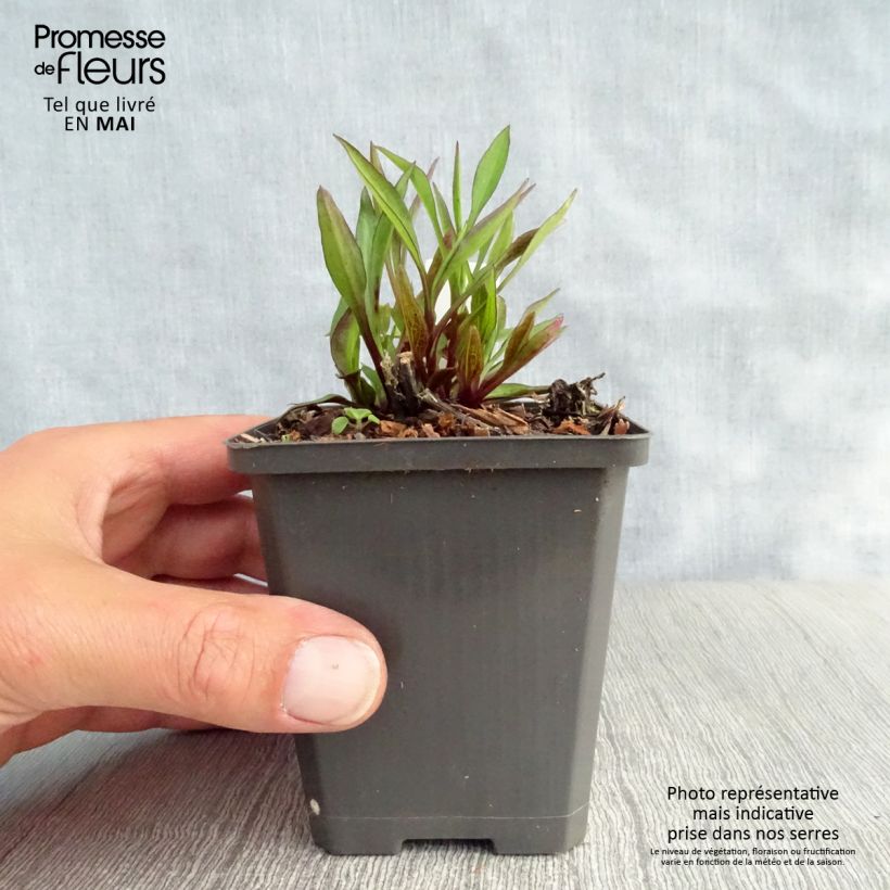 Spécimen de Aster dumosus Neron Godet de 8/9 cm tel que livré au printemps