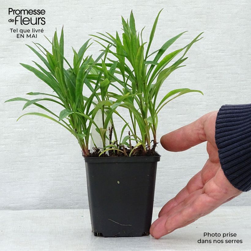 Example of Aster dumosus Peter Harrison - Aster nain d'automne Godet de 8/9 cm as you get in printemps