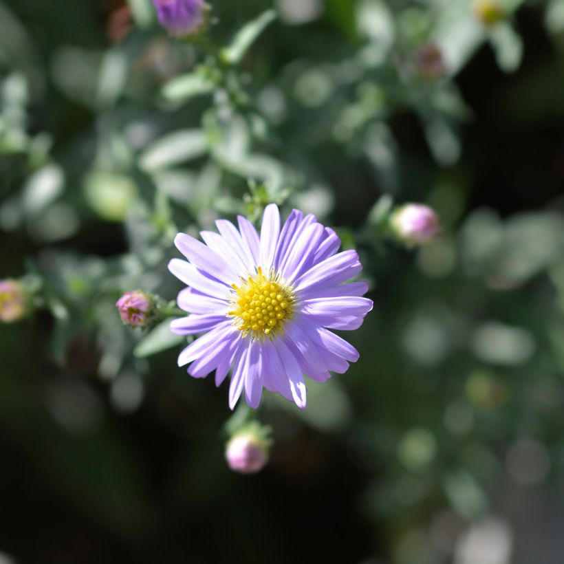 Aster dumosus Prof. Anton Kippenberg (Flowering)