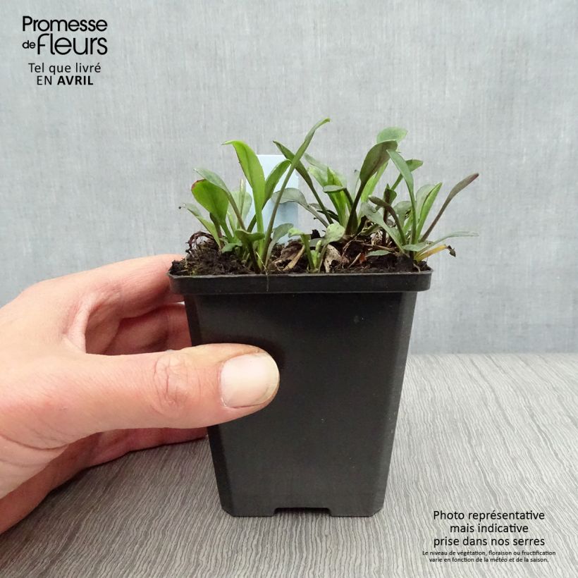 Example of Aster dumosus Rosenwichtel - Aster nain d’automne Godet de 8/9 cm as you get in printemps