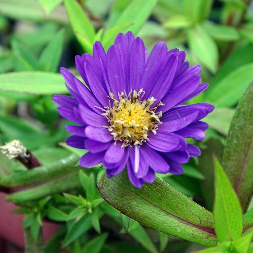 Aster dumosus Samoa - Aster nain d'automne (Flowering)