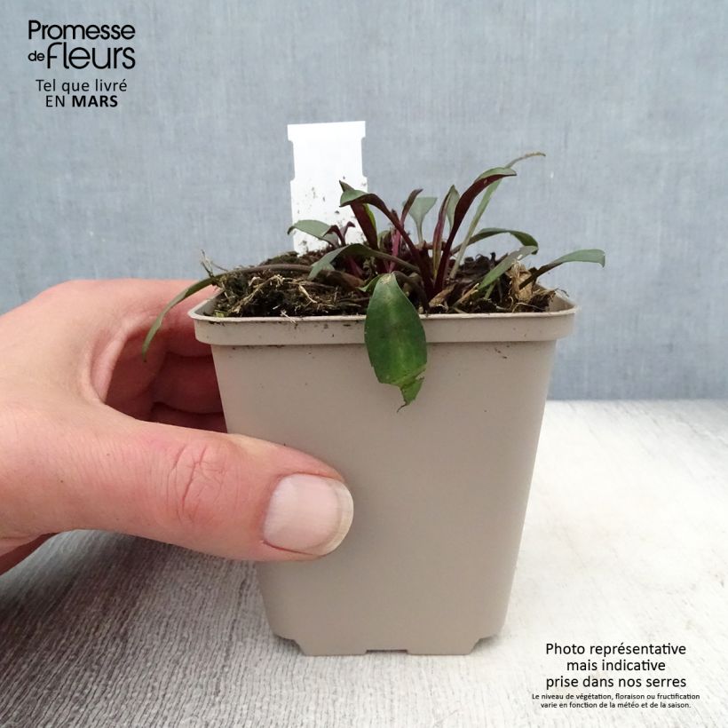 Example of Aster dumosus Samoa - Aster nain d'automne Godet de 8/9 cm as you get in printemps