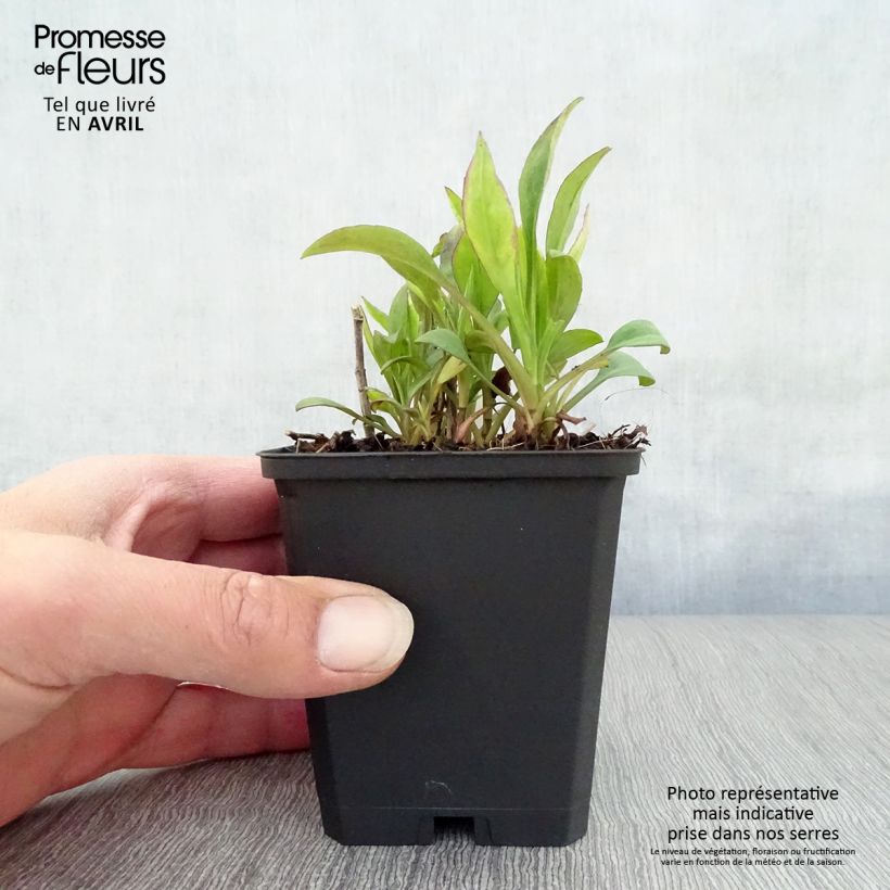 Spécimen de Aster dumosus Schneekissen - Aster nain d'automne Godet de 8/9 cm tel que livré au printemps