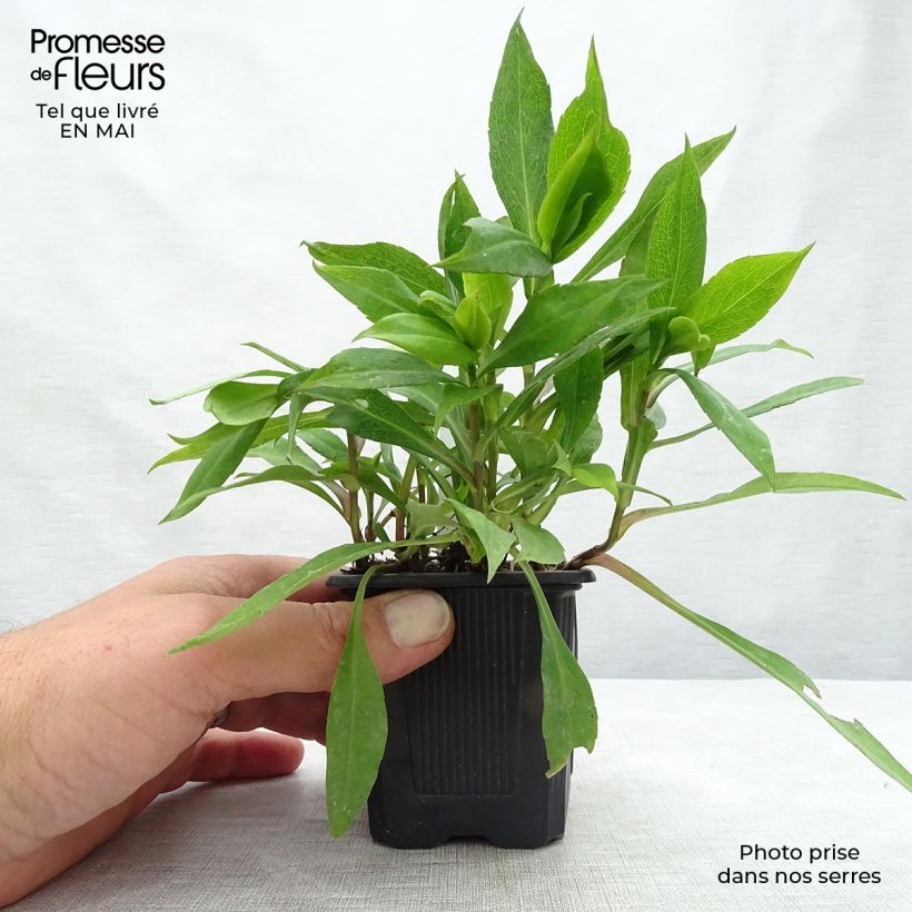 Example of Aster dumosus Silberblaukissen Godet de 8/9 cm as you get in printemps