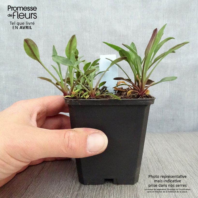 Example of Aster dumosus Starlight - Aster nain d’automne Godet de 8/9 cm as you get in printemps