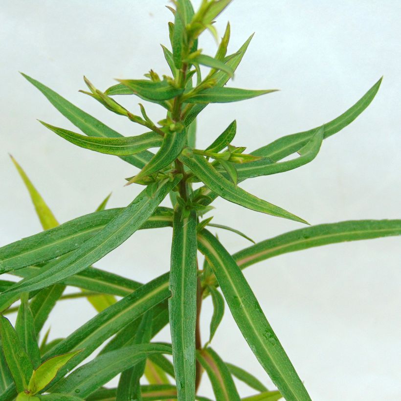 Aster dumosus Tonga - Aster nain (Foliage)