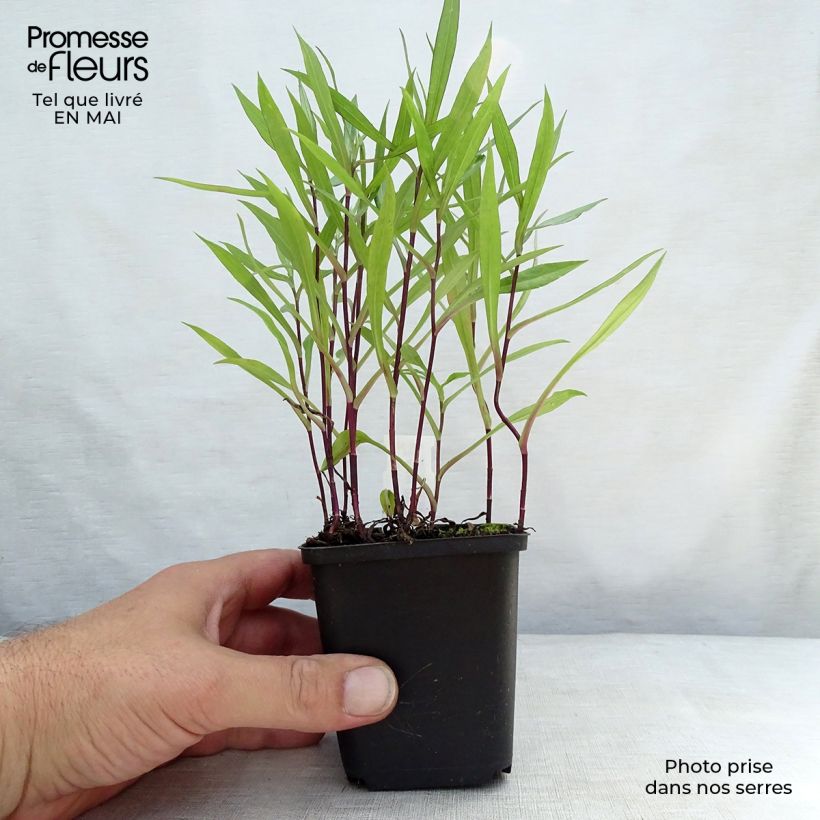 Example of Aster dumosus Tonga - Aster nain Godet de 8/9 cm as you get in printemps