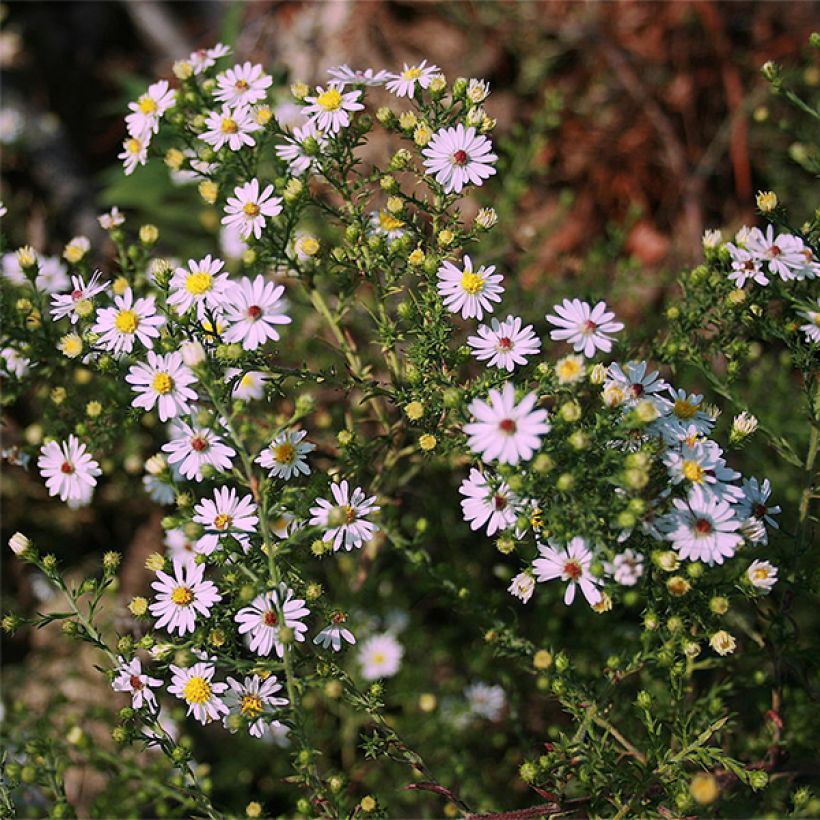 Aster ericoïdes Pink Cloud (Flowering)