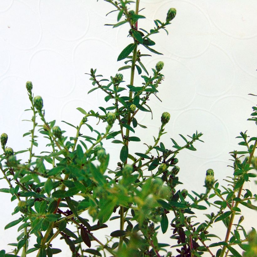 Aster ericoides Blue Star (Foliage)