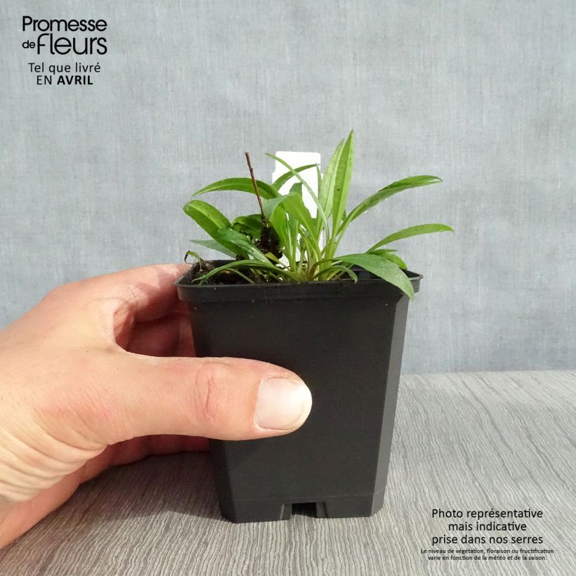 Example of Aster ericoides Blue Star Godet de 8/9 cm as you get in printemps