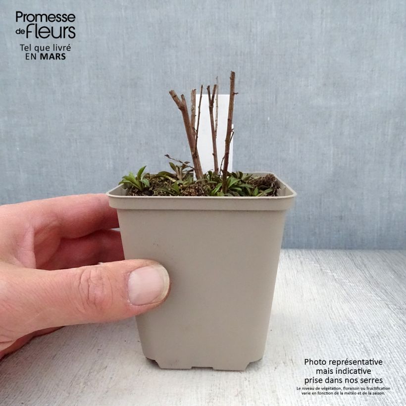 Example of Aster ericoïdes Lovely Godet de 8/9 cm as you get in printemps