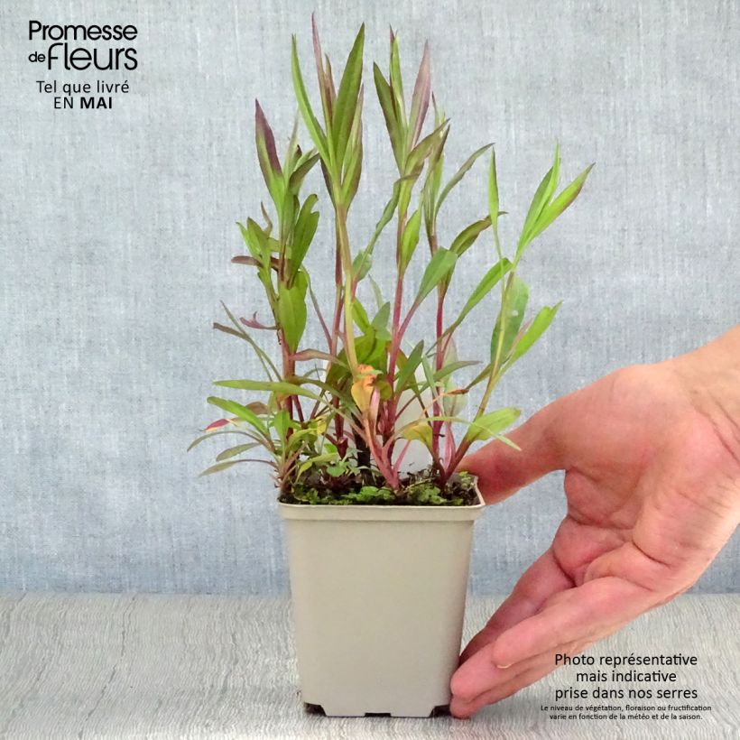 Example of Aster ericoïdes Pink Cloud Godet de 7/8 cm as you get in printemps