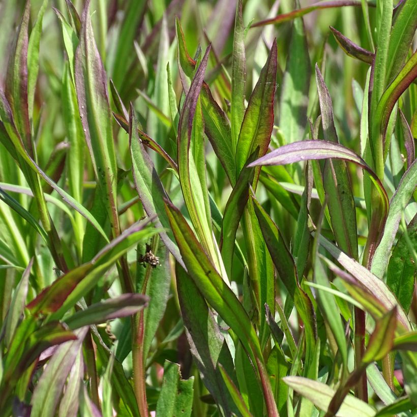 Aster ericoïdes Pink Cloud (Foliage)