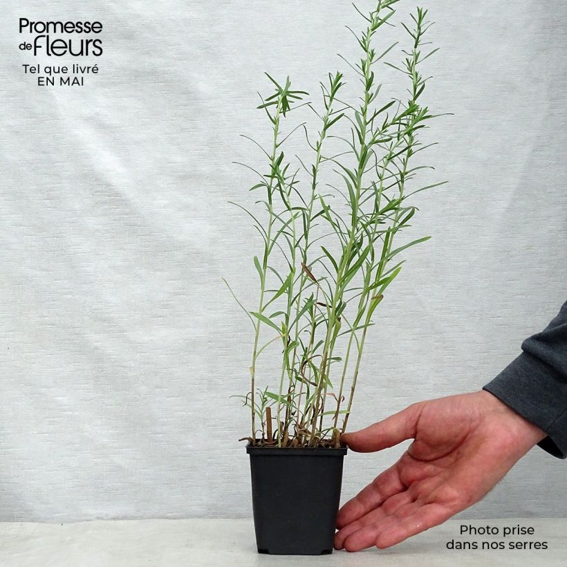 Example of Aster ericoïdes Schneetanne - Aster fausse-bruyère Godet de 8/9 cm as you get in printemps