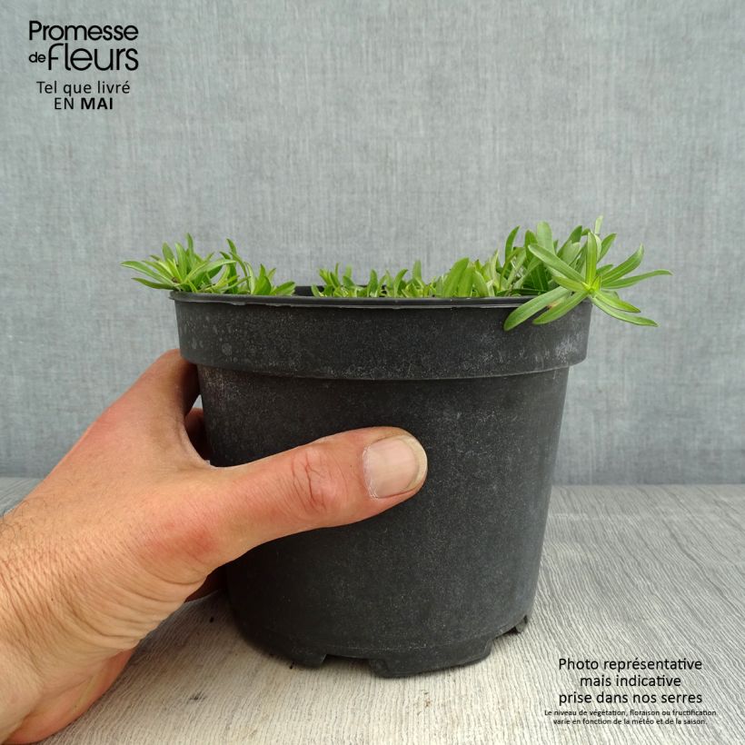 Example of Aster ericoïdes f. prostratus Snow Flurry - Aster fausse-bruyère Pot de 2L/3L as you get in printemps