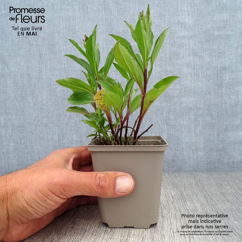 Spécimen de Aster frikartii Flora s Delight Godet de 8/9 cm tel que livré au printemps